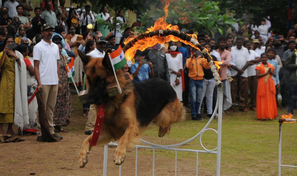 A police dog jumps through a hoop of fire at the Independence Day  celebrations at the railway sports complex ground in Secunderabad.