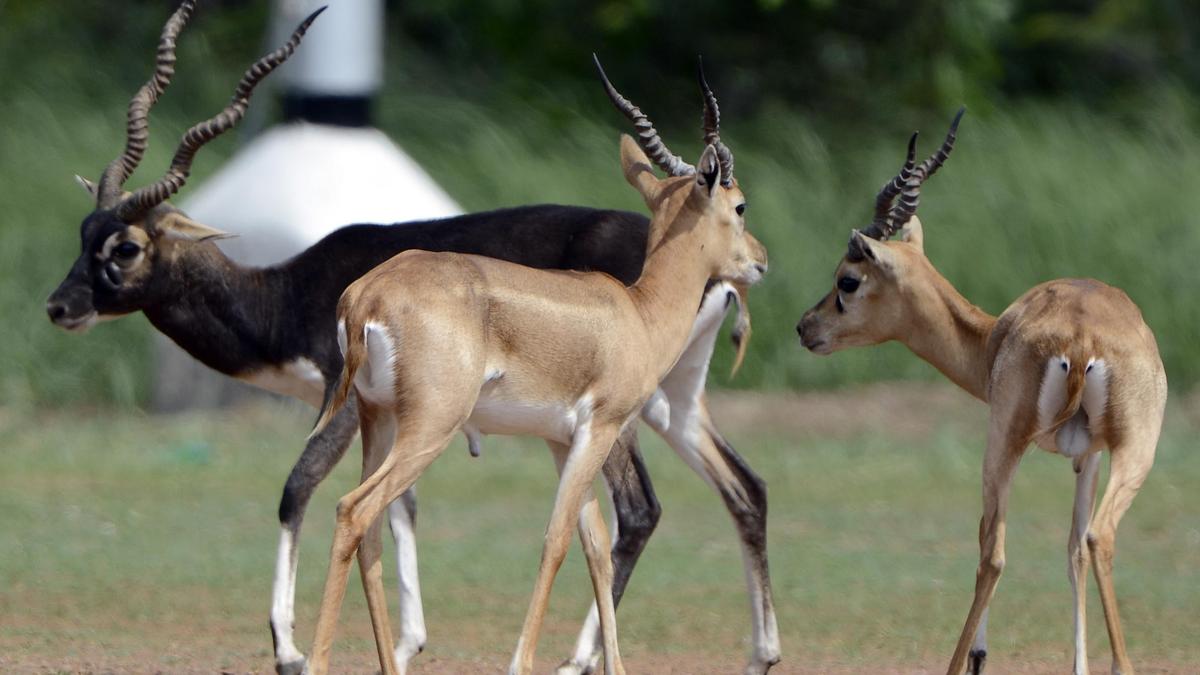 IIT-M reports sharp rise in blackbuck population on campus over six years