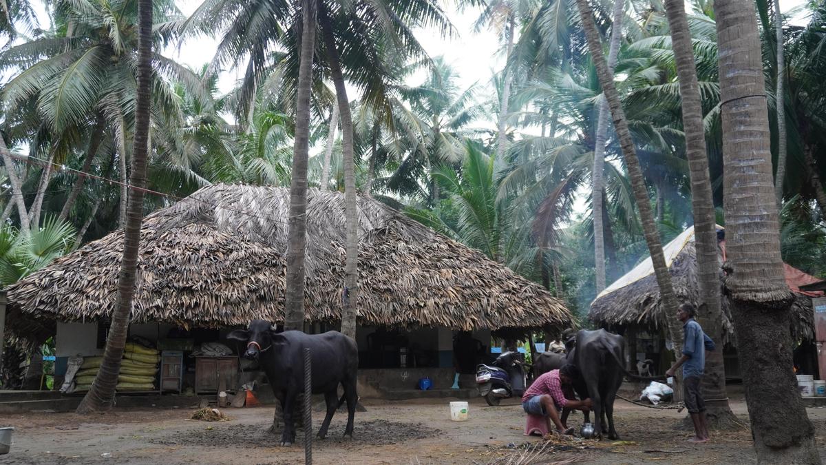 Gulf dreams turn sour for Konaseema women
Premium