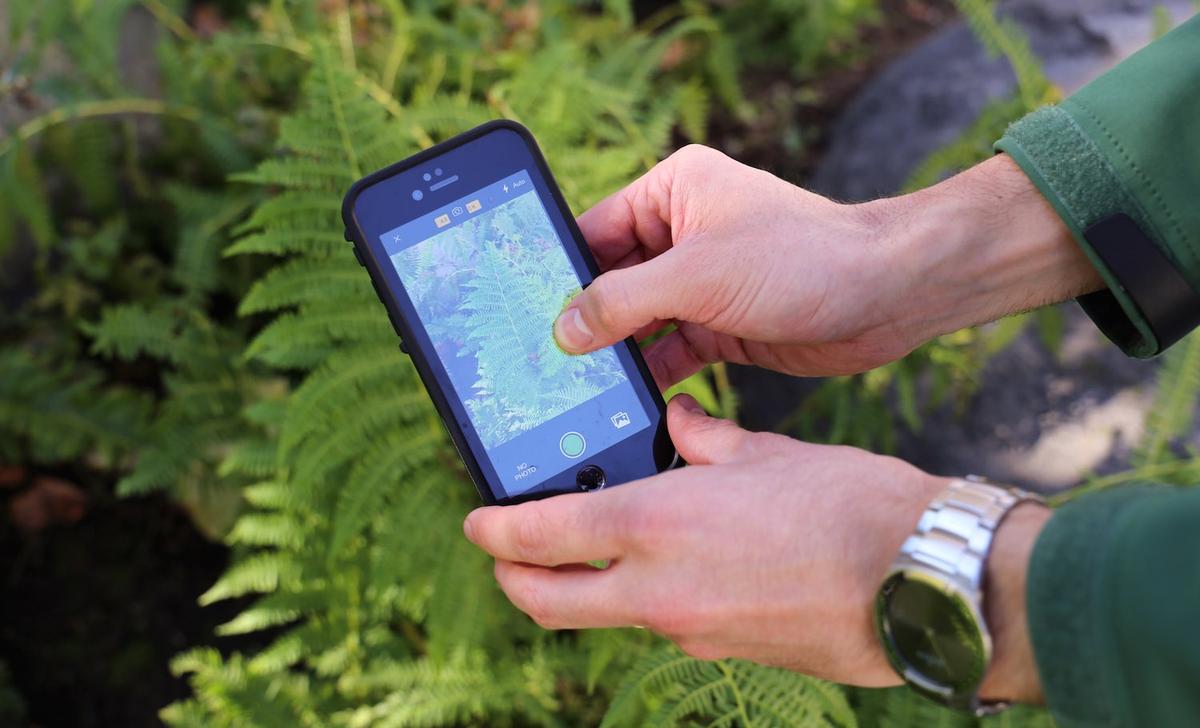 A person uses the iNaturalist app to document a plant leaf. A person uses the iNaturalist app to document a plant leaf.
