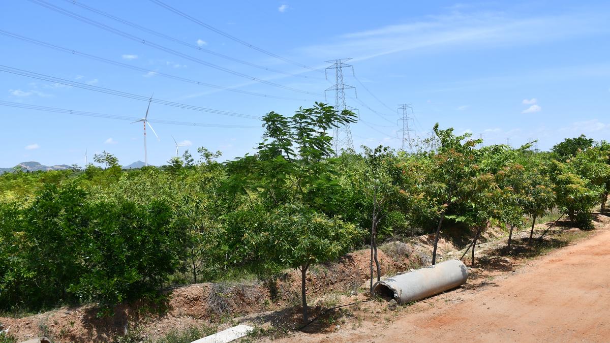 After two years, a green revolution taking place at Idayakottai