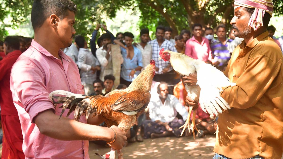 Cockfights reach a crescendo despite police action; scores turn up at arenas in Andhra Pradesh