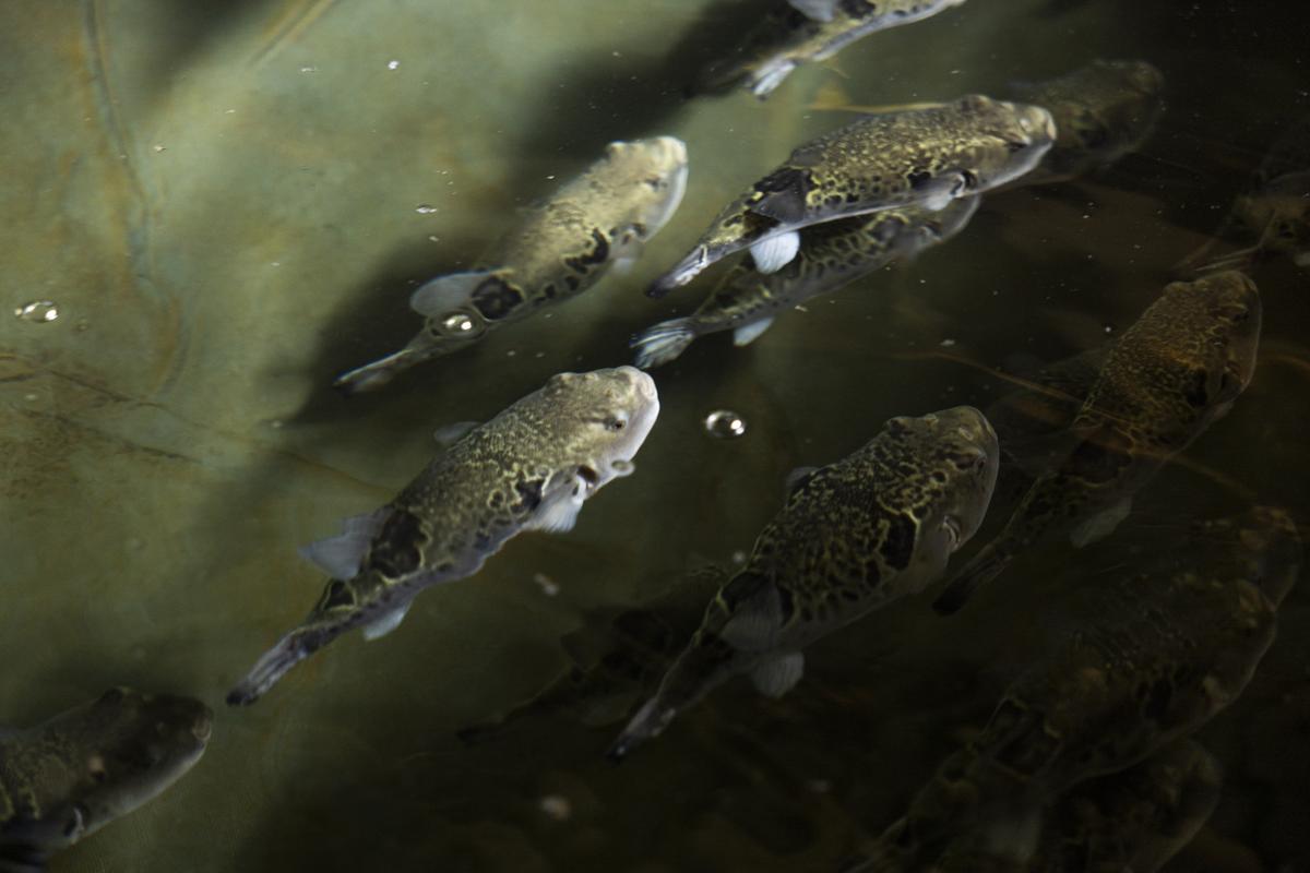 Baby pufferfish