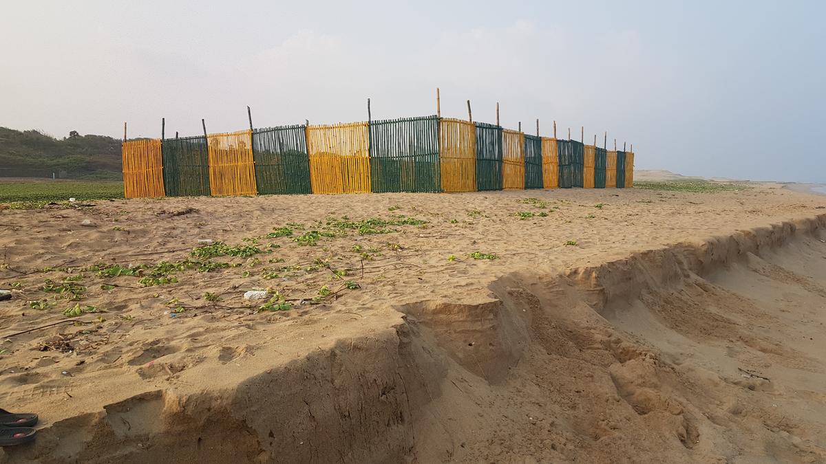 Annual Olive Ridley nesting season begins along Chennai coast