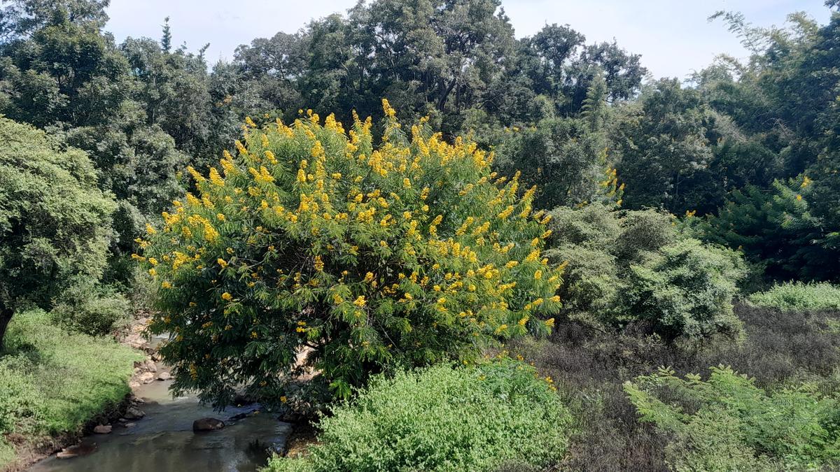Senna spectabilis will be eradicated from T.N. forests by October 2025, Govt. tells Madras High Court