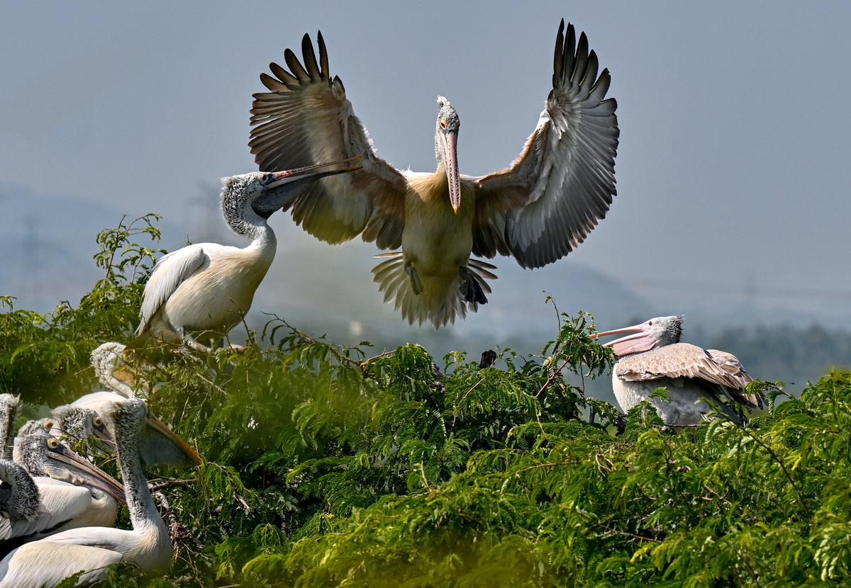 5 km from Visakhapatnam is a pelin on a flight in Telenielapuram village of Srikakulam district.