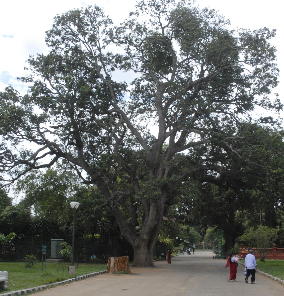 The mango tree at Lal Baugh, Bangalore, is said to have been planted during Tipu Sultan.