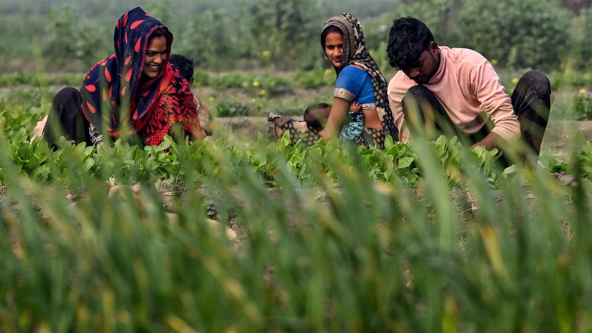 Union Budget 2025: Allocations for key agriculture schemes see dip