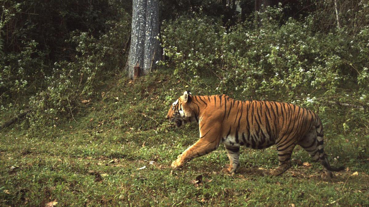 Maharashtra to involve central probe agencies to curb tiger poaching