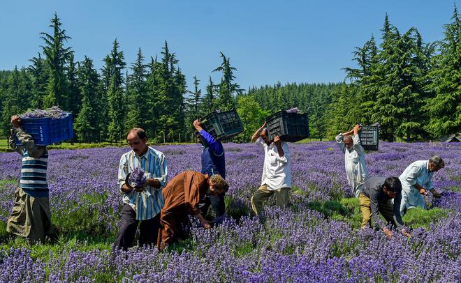 Collective labour: Farmhands harvesting lavender spikes on a farm in Pulwama district, 60 km from Srinagar.