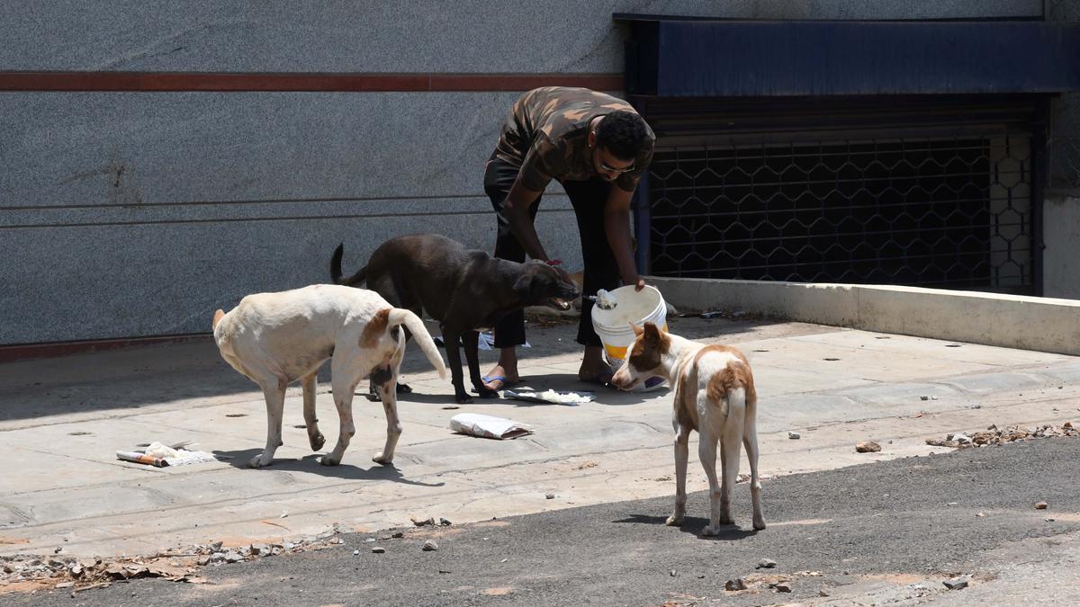 Animal Birth Control rules bar people from feeding stray dogs in areas frequented by children, senior citizens