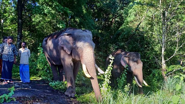 Kumki elephants reach Palappilly to keep away wild elephants 