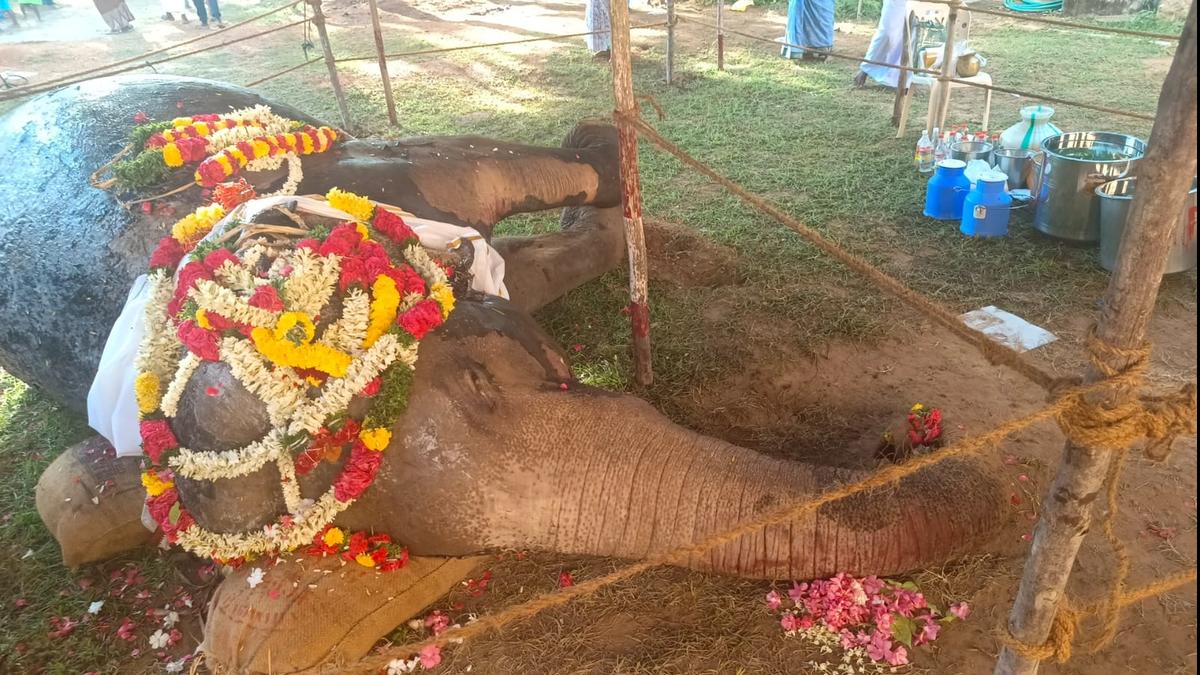 53-year-old temple elephant dies after sustaining burns in fire in T.N.