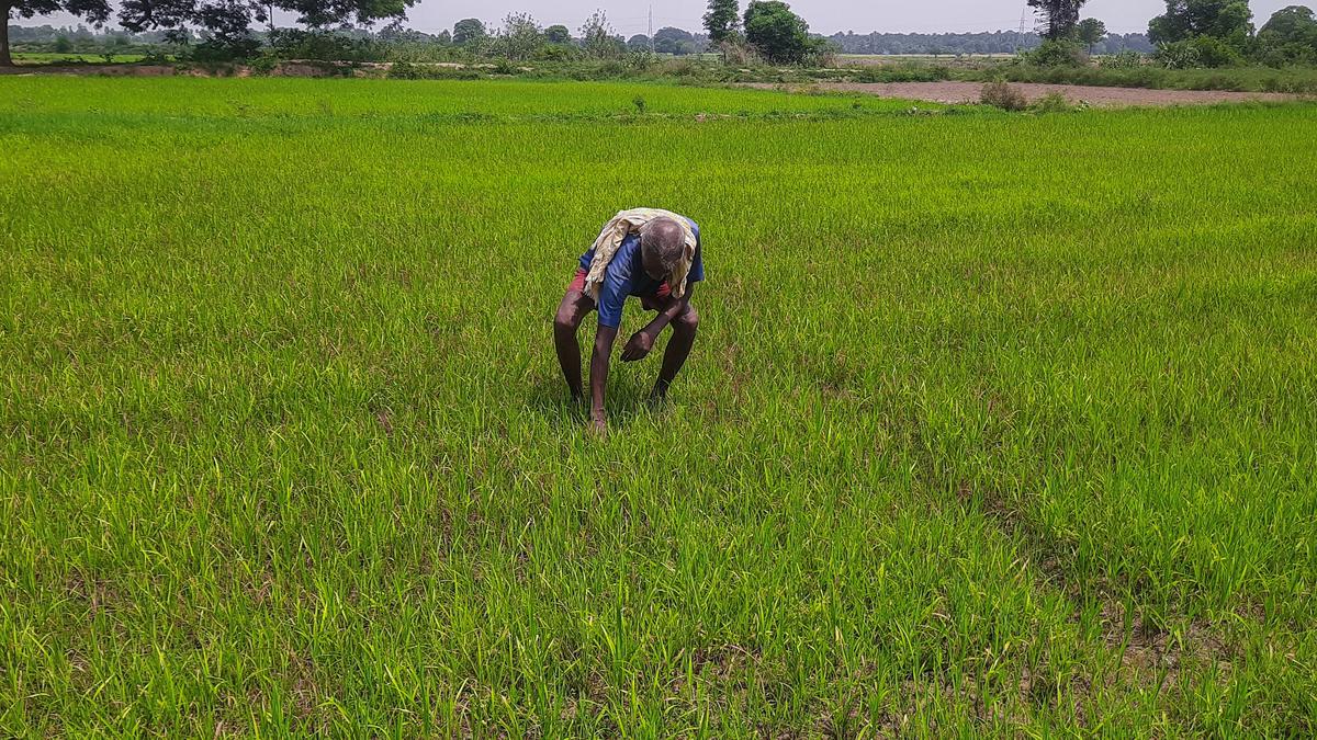 Samba coverage in Cauvery delta up by about 2.5 lakh acres this time