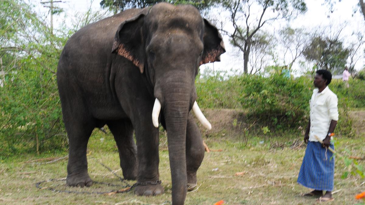 Operation to fix radio-collar on elephant in Talavadi Hills to begin next week