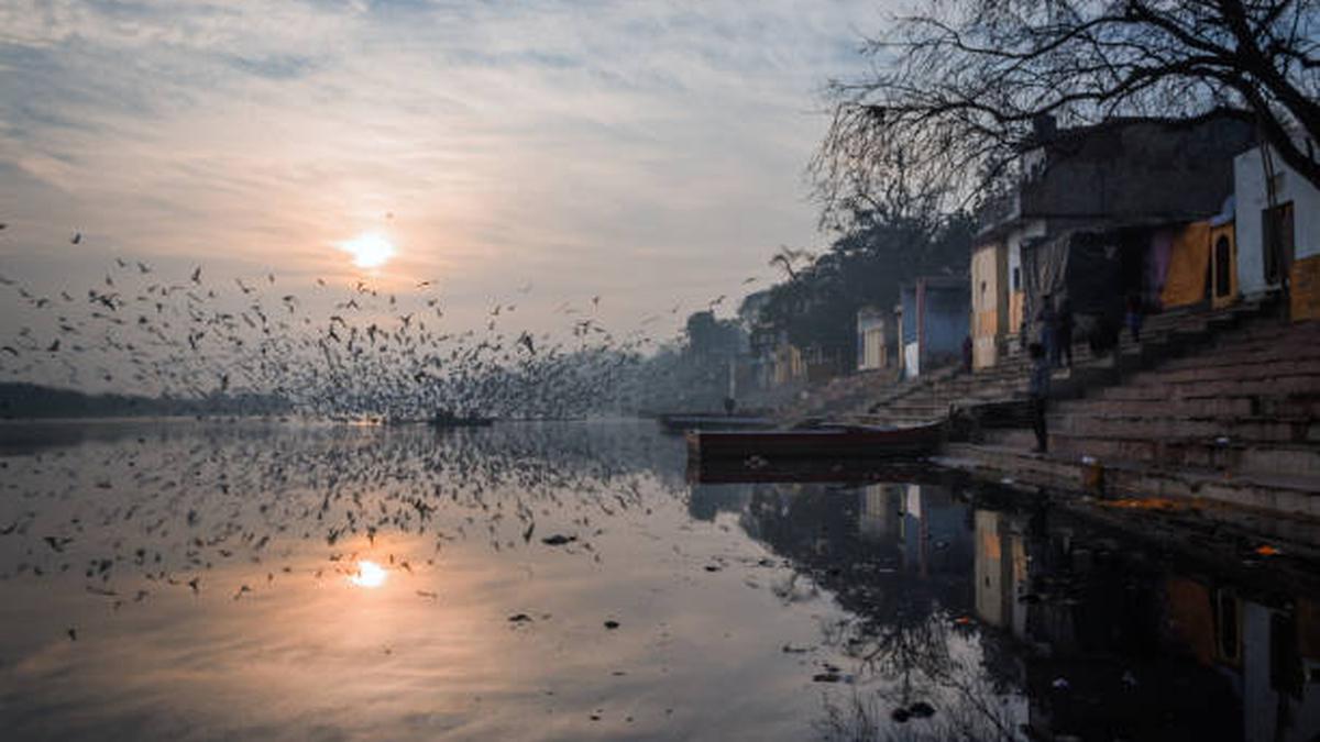 Snake in the Yamuna