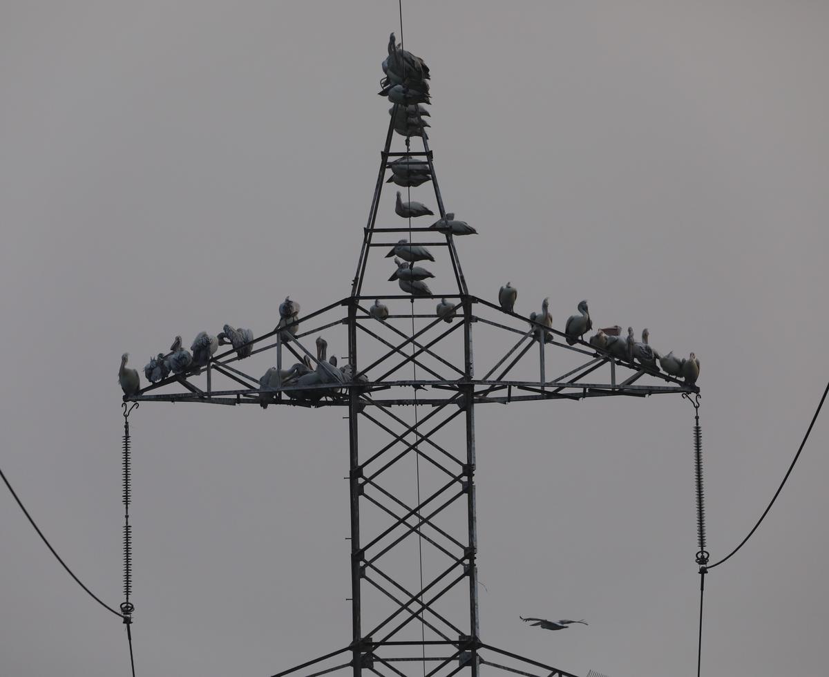 Spot-billed pelicans perched on the pylons and wires at the Pallikaranai marsh, on October 27, 2024. These pelicans could be seen flying from the NIOT camps on settling on this pylon in the crepuscular hour