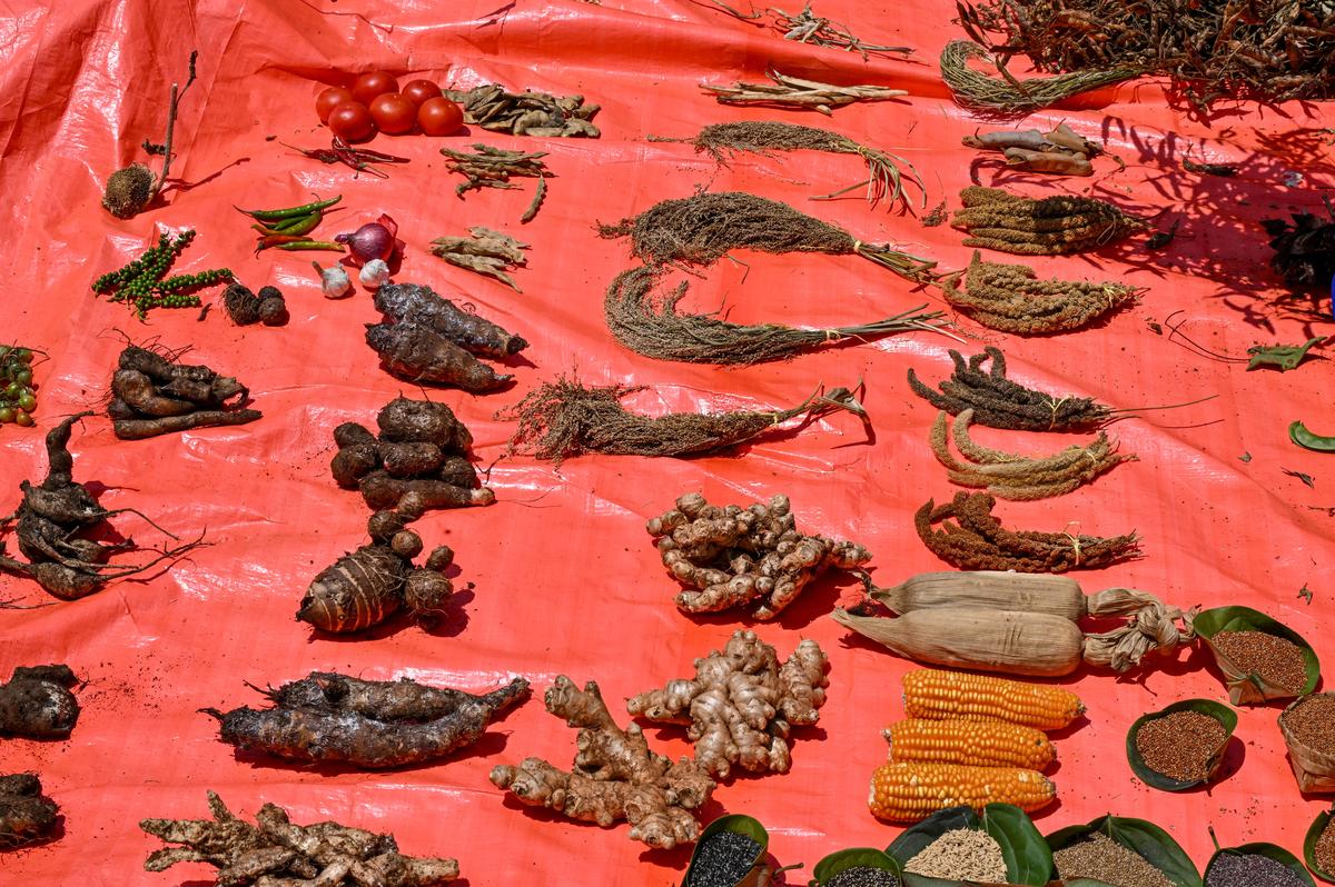 Native seed varieties being displayed by seed savers at Gasaba village in the Eastern Ghats of Andhra Pradesh. Native seed varieties being displayed by seed savers at Gasaba village in the Eastern Ghats of Andhra Pradesh.