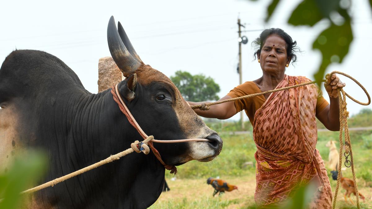 Meet Madurai’s ladies jallikattu bull rearers