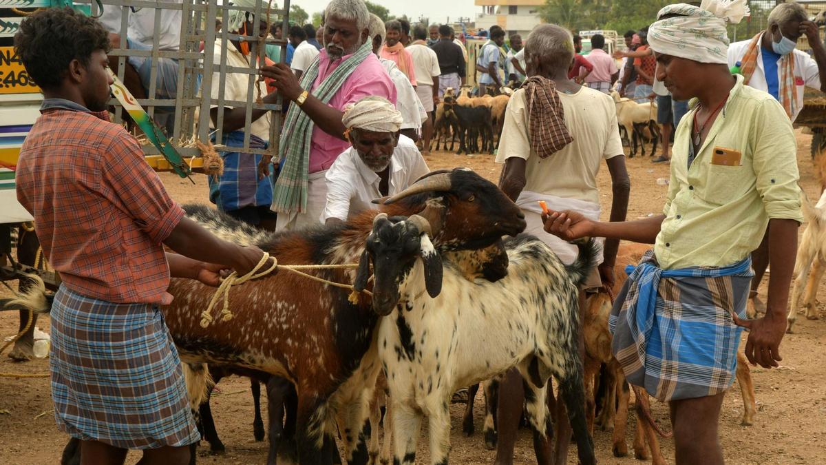 Livestock prices soar ahead of Bakrid