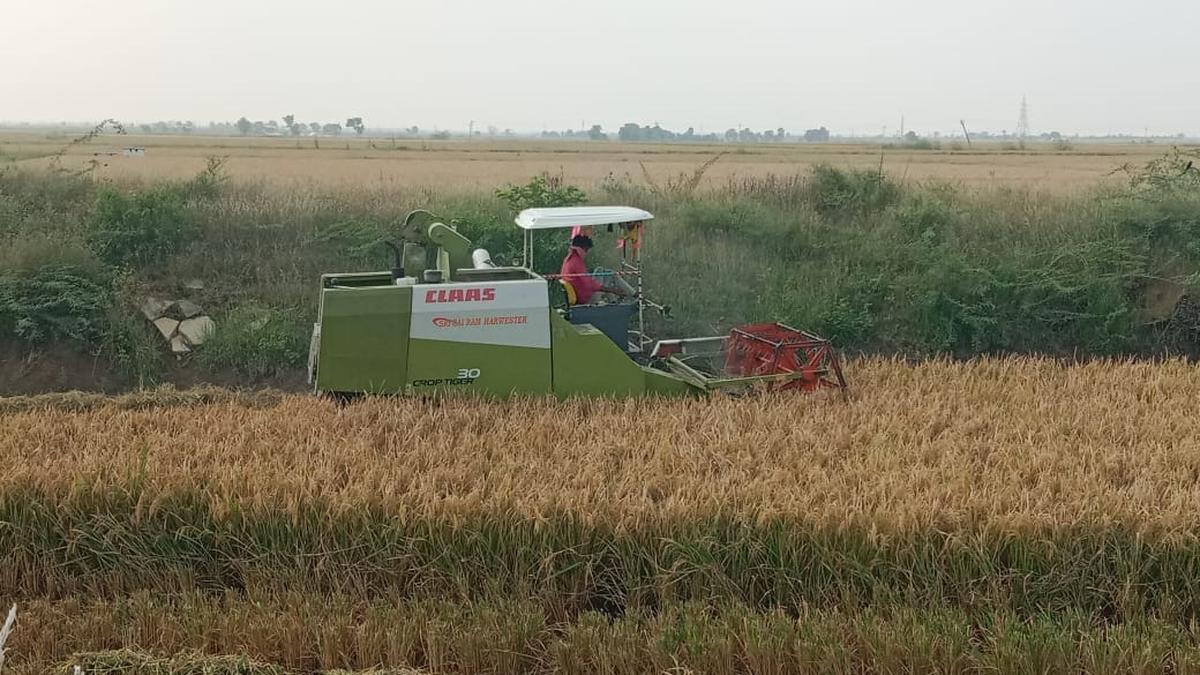 Rise in rent of paddy harvesting machines worries farmers