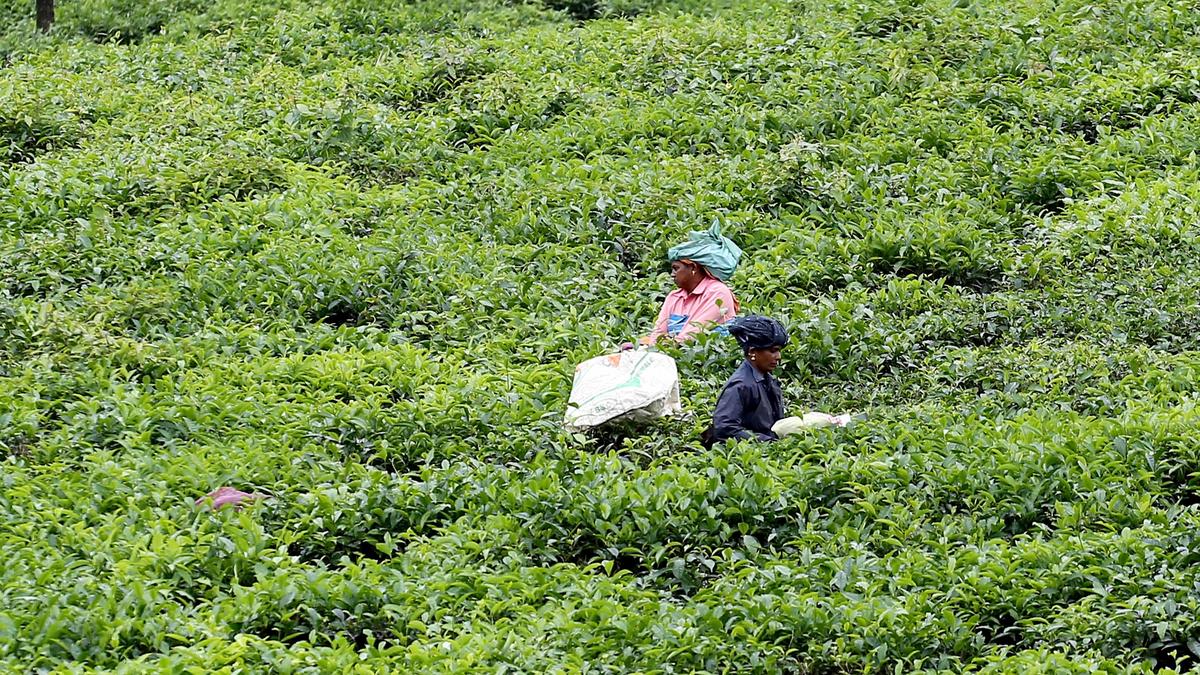 With new UDF government in power, crisis-ridden tea plant...