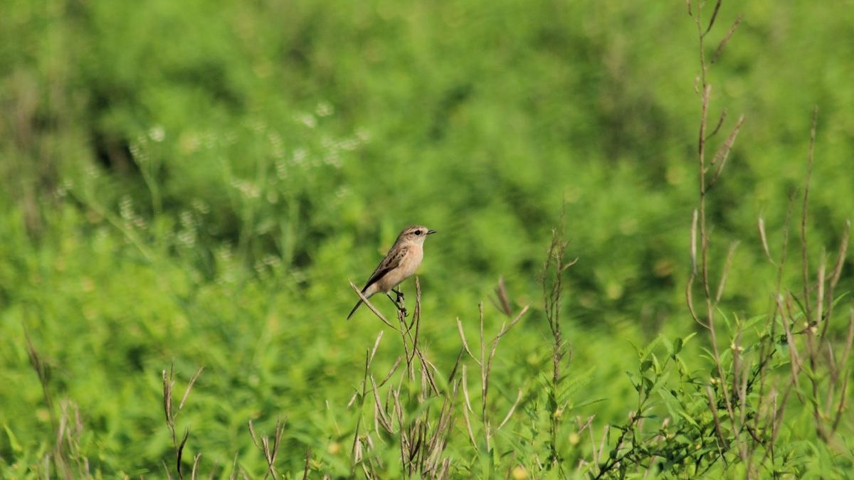 Rainy winter weather draws exotic birds to Tiruchi’s regional biodiversity