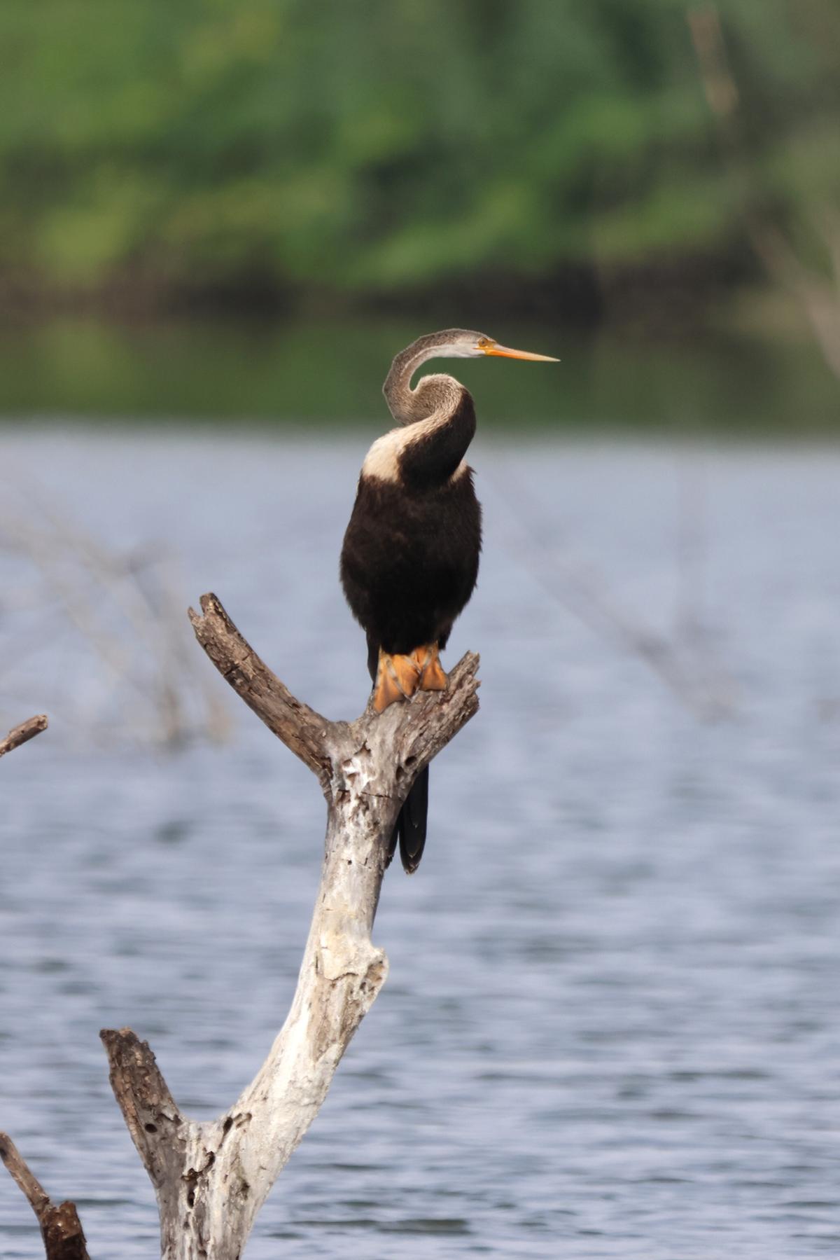 Oriental darter 