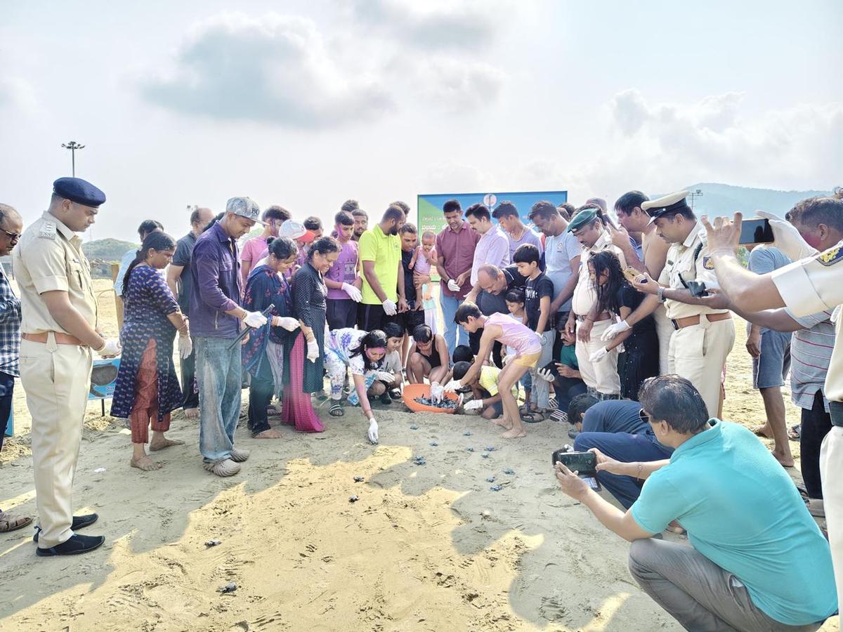 Forest department officials and volunteers release sea turtle hatchlings to the Arabian Sea early in morning in Karwar division. Forest department officials and volunteers release sea turtle hatchlings to the Arabian Sea early in morning in Karwar division.