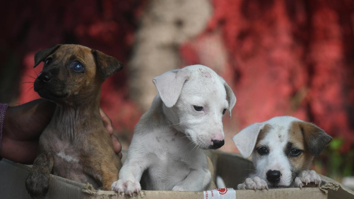 Four years on, pet shop registration remains extremely low in Tamil Nadu