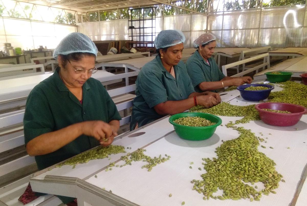 First auction of pesticide-free cardamom to be held today