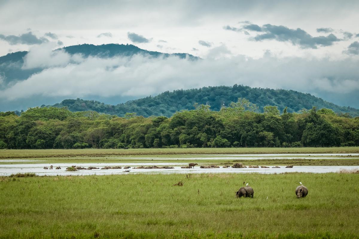 Rhinos grazing in the wilderness of Pobitora Wildlife Sanctuary