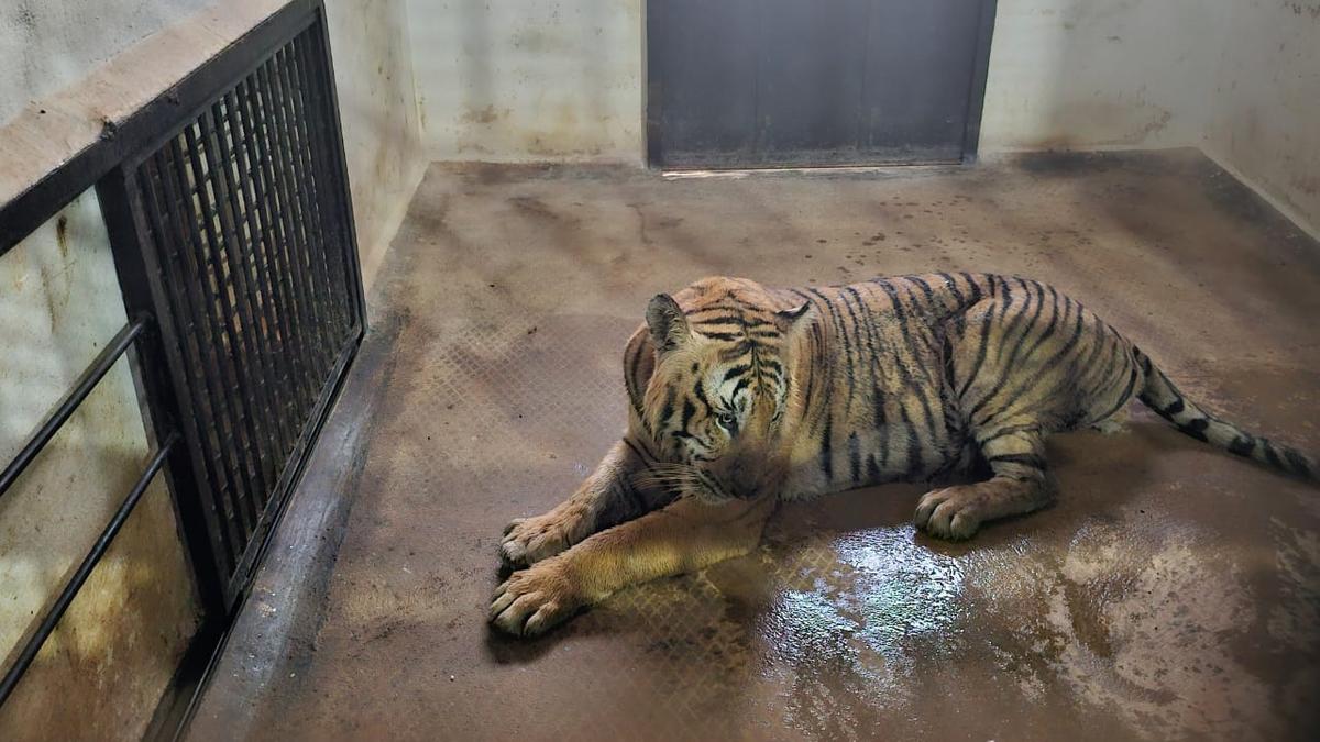 Villagers heave a sigh of relief as Bandipur tiger captured