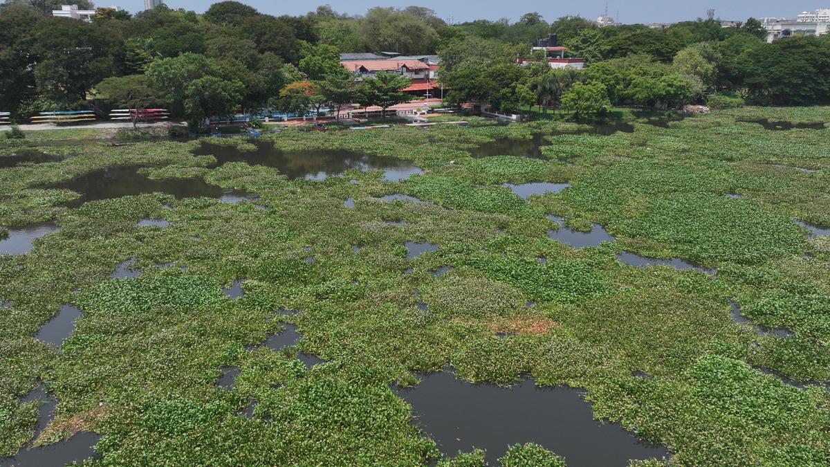 Permanent solution to water hyacinth issue in Adyar sought