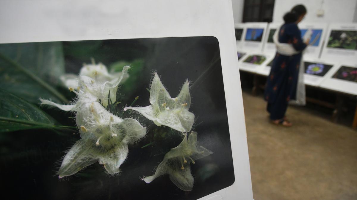 Capturing the magic of Neelakurinji