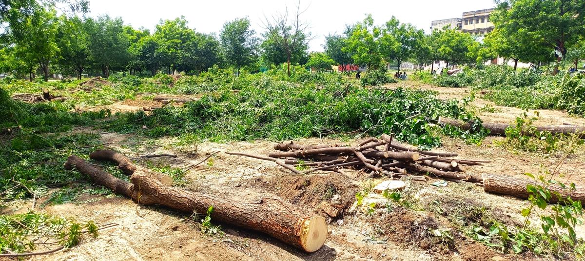 The trees that were felled on the Government First Grade College (autonomous) in Kalaburagi city on Monday.