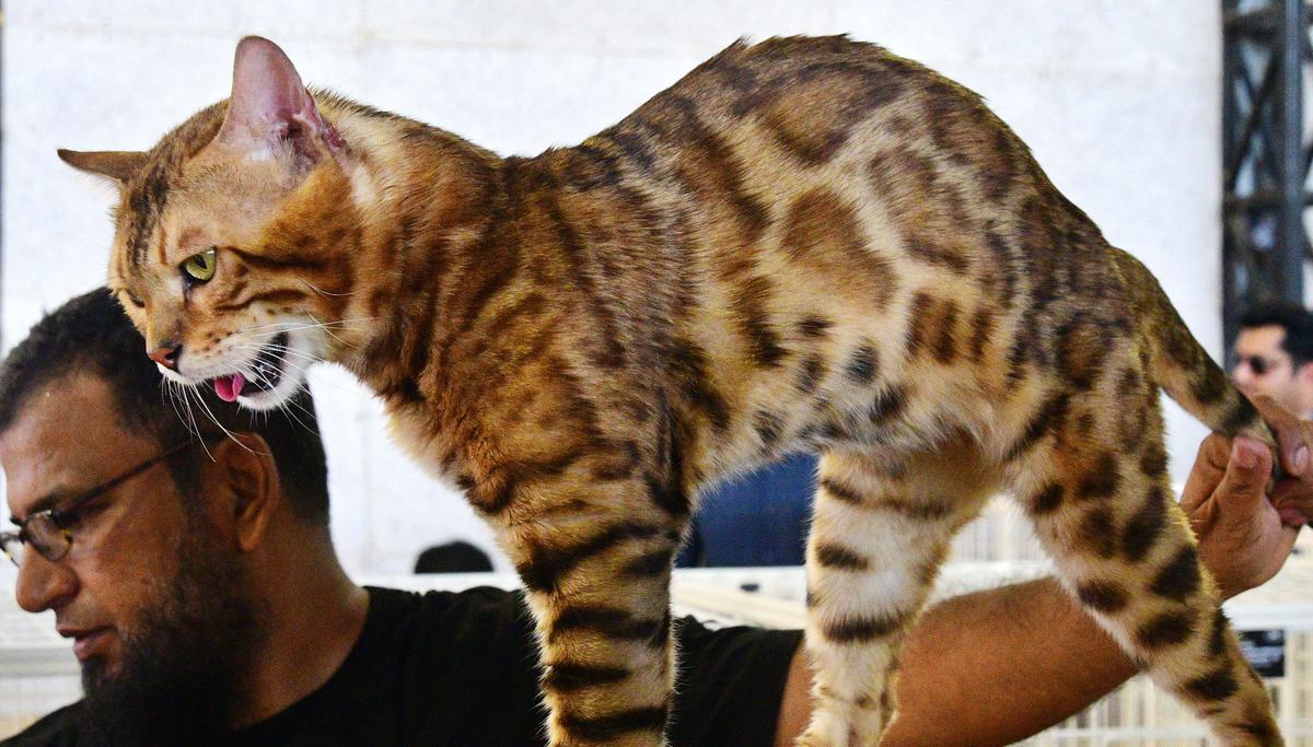  A Bengal cat at the 18th All India Breed Dog Show and the second International Cat Show..
