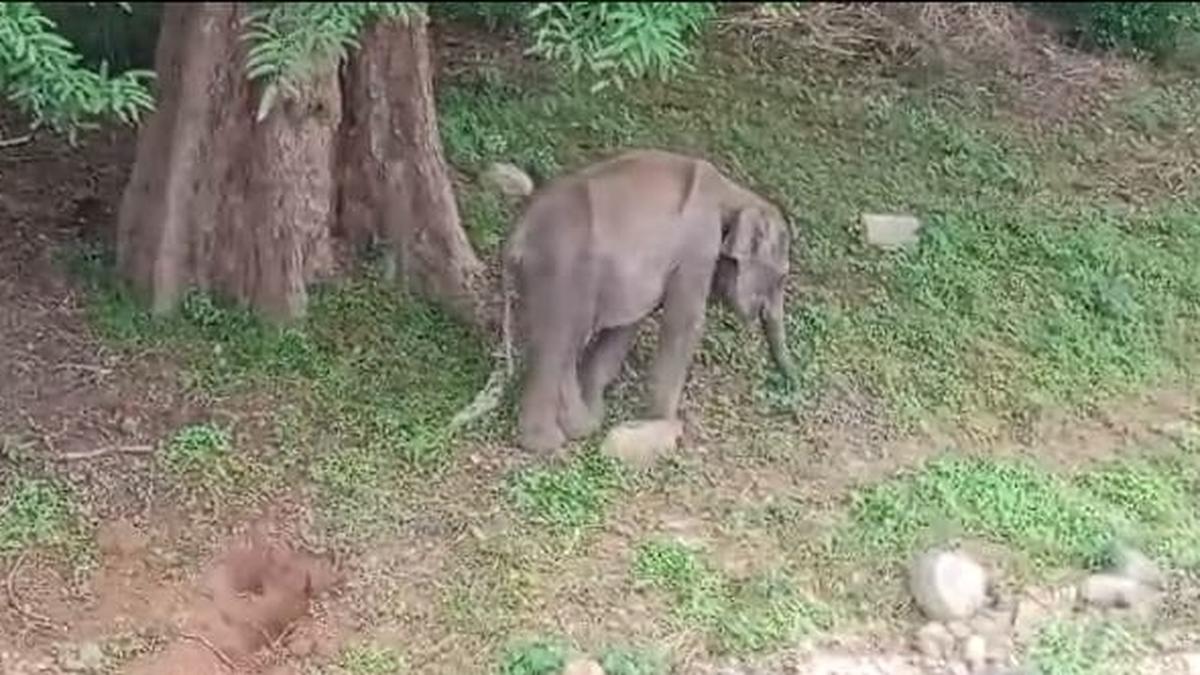 Elephant calf found weak and alone in Erode’s Sathyamangalam forest
