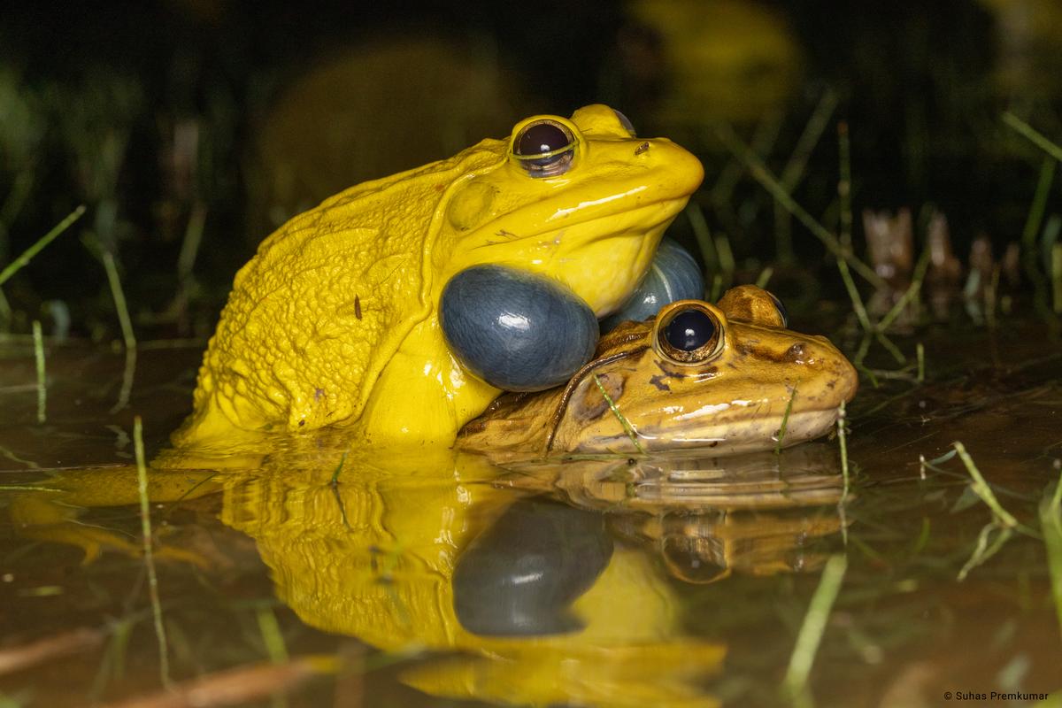 Mating bullfrogs