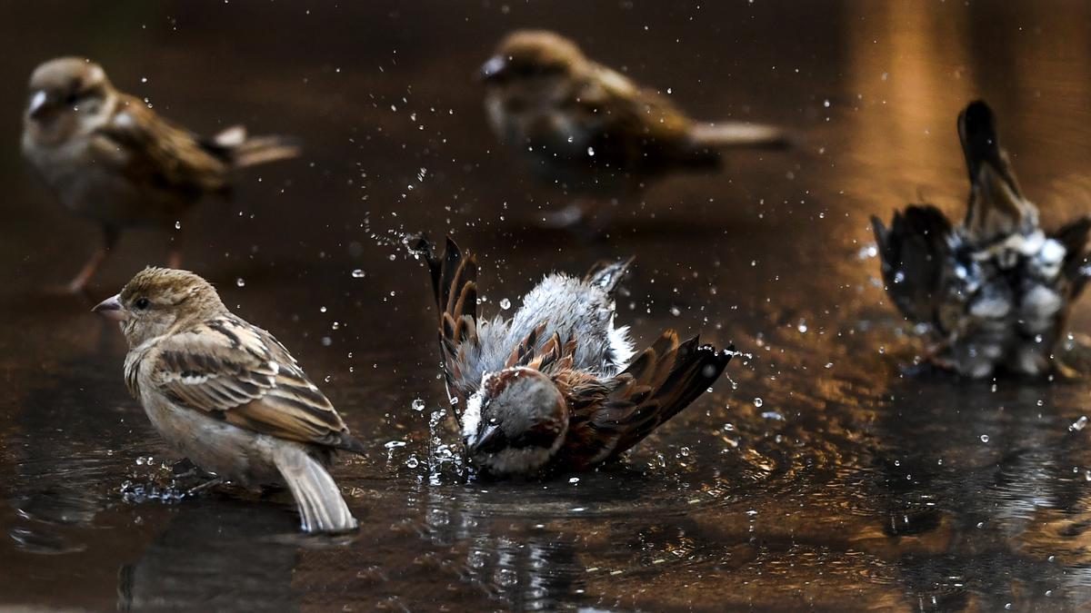 How the house sparrows have returned to the backyards in India