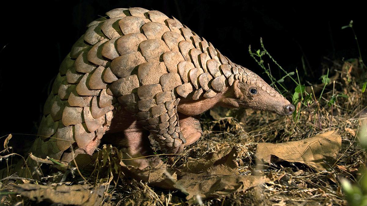 Five held with ‘poached’ pangolin, booked under Wildlife Protection Act