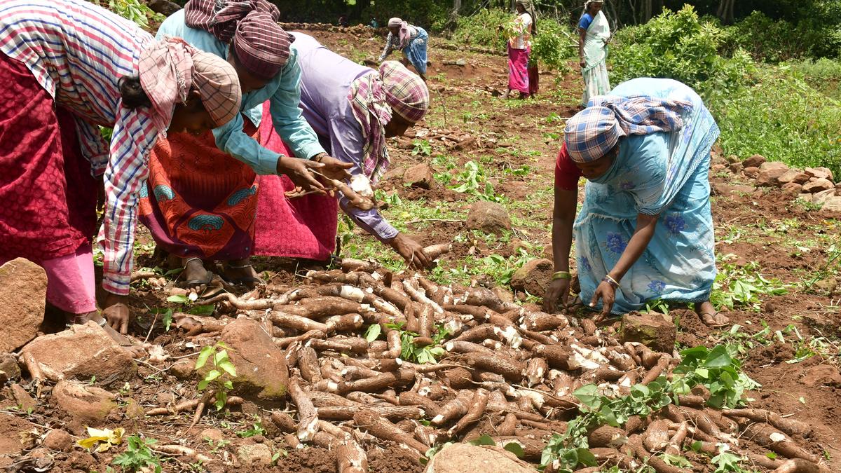 Inadequate rain spells trouble for tapioca farmers of Pachamalai