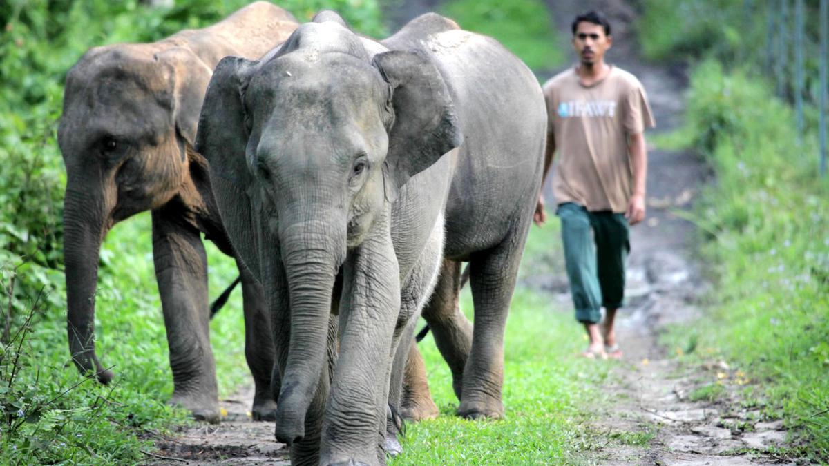 Kaziranga wildlife rehab centre completes 20 years