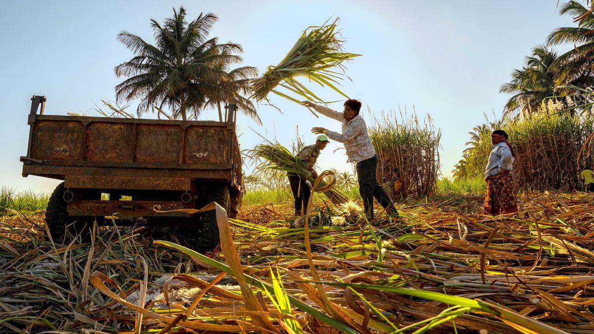 Maharashtra Assembly polls: ‘More than 12 lakh Sugarcane workers likely to miss voting,’ says cutters’ Association