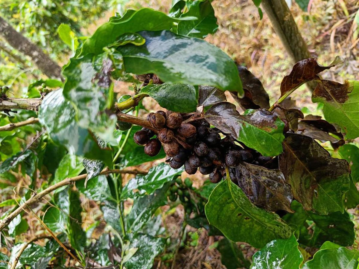 A file photo of coffee berries damaged owing to heavy rain. A file photo of coffee berries damaged owing to heavy rain.