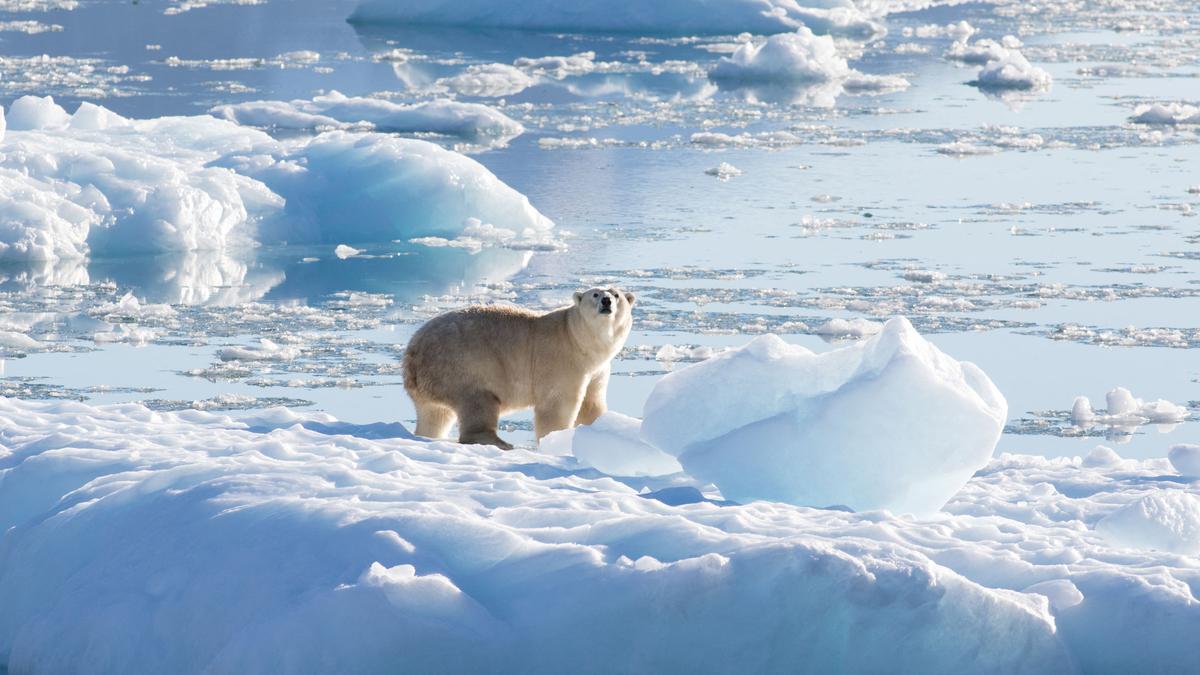 New study establishes link between greenhouse gases and polar bear survival