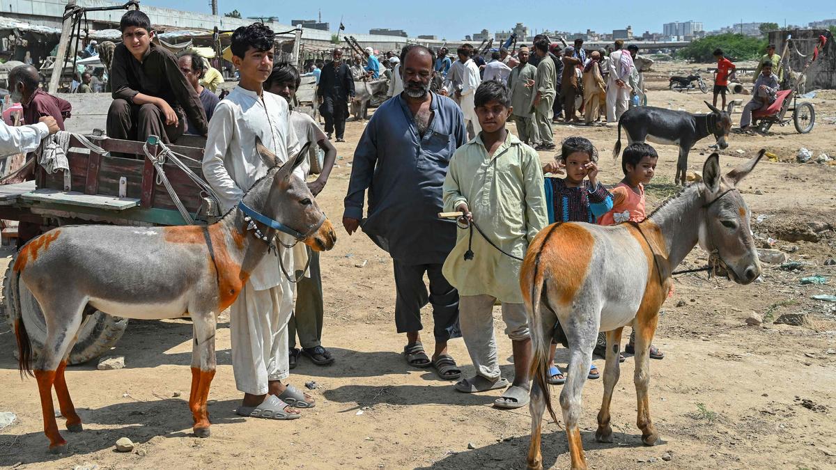 Modern pressures burden Pakistan's donkey business