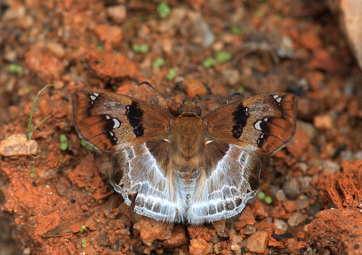 Benefits of 'Butterfly Asana' | 'பட்டாம்பூச்சி ஆசனம்' தரும் பலன்கள்