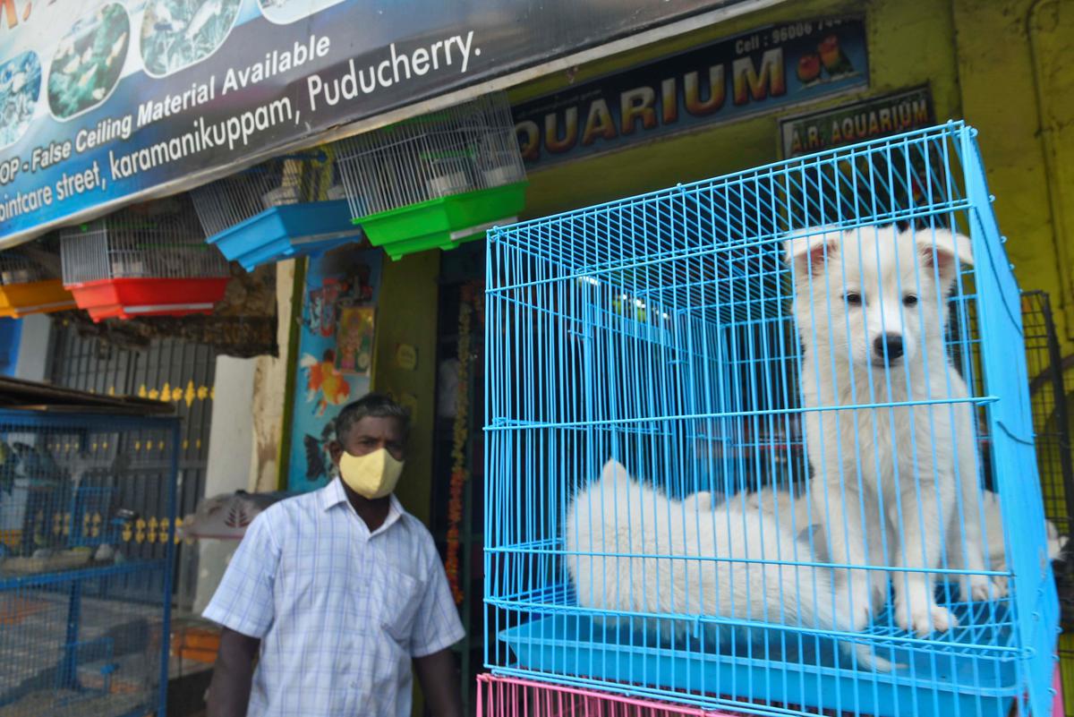 UT Matters - Unregistered pet shops continue to flout rules - The Hindu
