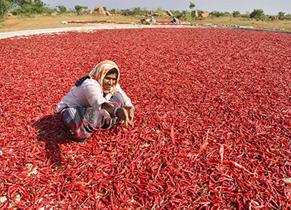 In February 2024, the average price for Byadgi Kaddi, Byadgi Dabbi and Guntur varieties stood at ₹35,099, ₹38,951 and ₹13,509, respectively. On March 20, 2025, Byadgi recorded arrivals of 2,47,196 bags and the average prices for Kaddi and Dabbi varieties were ₹23,359 and ₹25,869 respectively, and the Guntur variety fetched average price of ₹12,209.